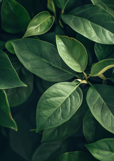 Closeup image showcasing the intricate textures of vibrant green leaves