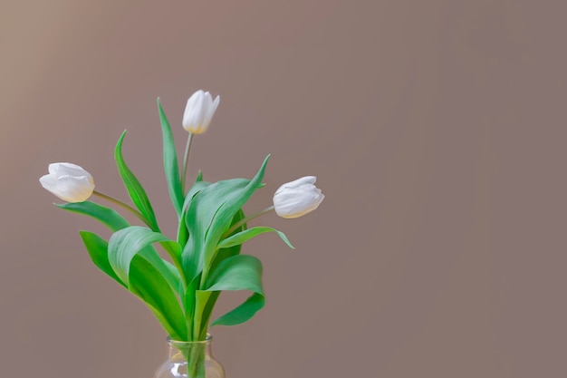 Closeup image of spring bouquet with white tulips in a glass vase on neutral background with space for text