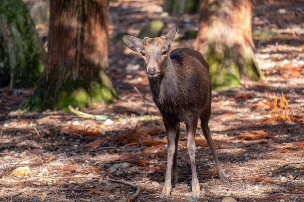 Closeup image of a wild deer in the park