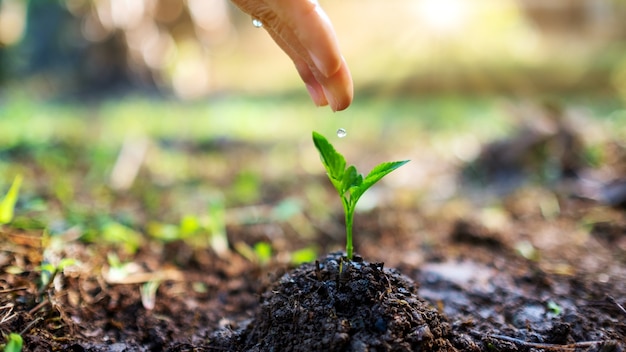 Closeup image of a woman's hand watering a small tree on pile of soil