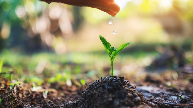 Closeup image of a woman's hand watering a small tree on pile of soil