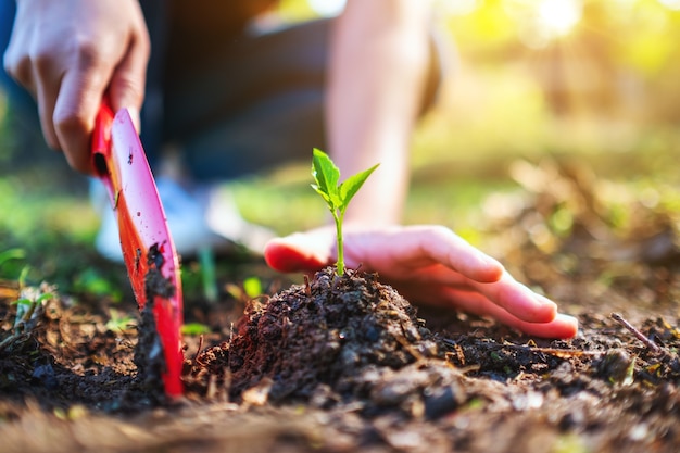 Closeup image of a woman using shovel to plant a small tree in the garden