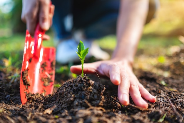 Closeup image of a woman using shovel to plant a small tree in the garden