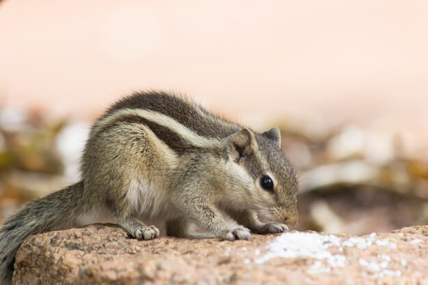 Closeup of a Indian Palm Squirrel or Rodent or also known as the chipmunk sitting on the rock