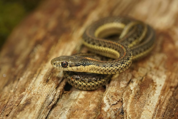 Closeup on a juvenile Northwestern Gartersnake, Thamnophis ordinoides, sitting on wood in Southern Oregon