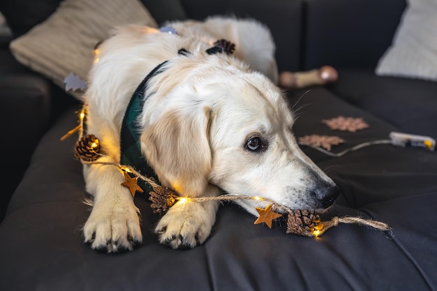 Closeup labrador on a couch with Christmas decor