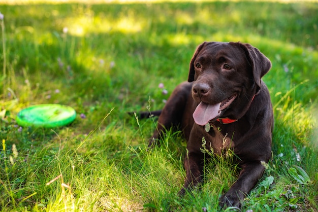 Closeup labrador lying during rest  on the green lawn 