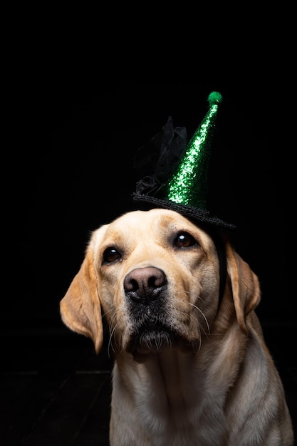 Closeup of a Labrador Retriever dog in a headdress