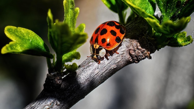 Closeup of a ladybug on a branch macro with blurred background