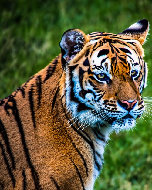 Photo closeup landscape shot of a striped tiger with green grass