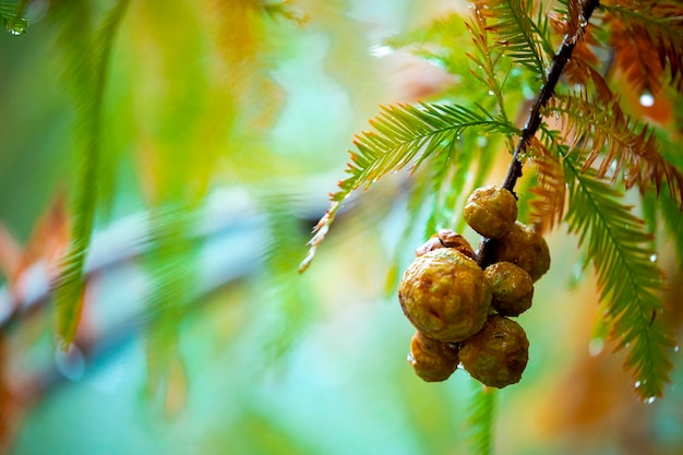 Closeup larch forest larch pine cones fruit