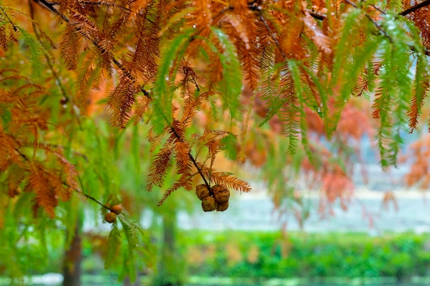 Closeup larch forest larch pine cones fruit