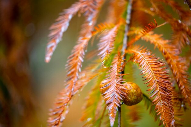 Closeup larch forest larch pine cones fruit