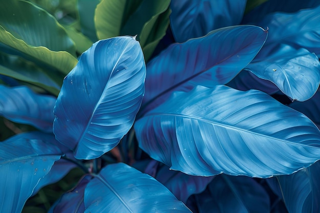 A closeup of large blue leaves in the foreground with a background of green plants the colors are