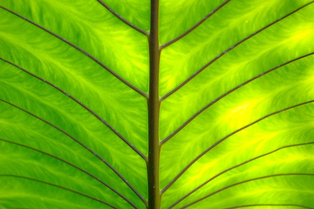 closeup of large green palm leaf