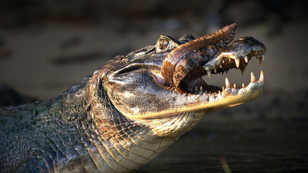 Closeup of a large terrifying alligator eating fish in a pond in Pantanal, Brazil