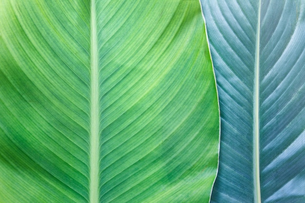 Closeup of large tropical plant leaf texture Two leaves with visible grooves lines