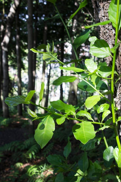 Photo closeup of laurel tree in the summer forest madeira portugal