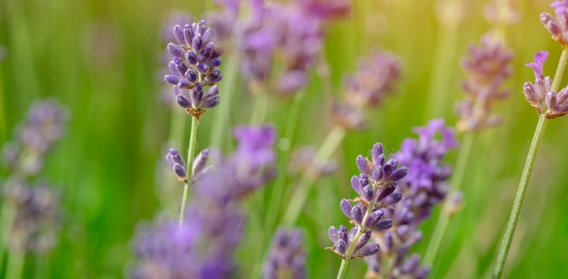 Closeup of lavender flower on sunny summer day closeup of lavender flower on sunny summer day