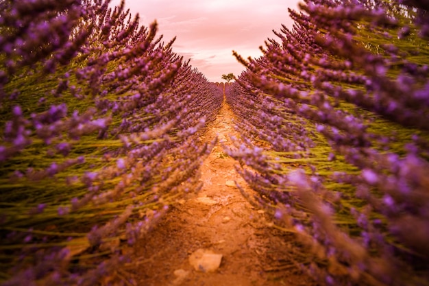 Closeup lavender flowers, sunset dream purple violet summer floral bacgkrround