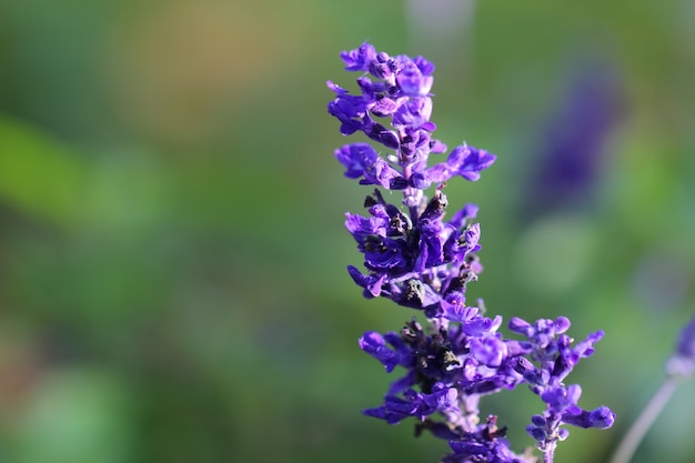 Closeup of lavender flowers with selective focus on natural blurred green background