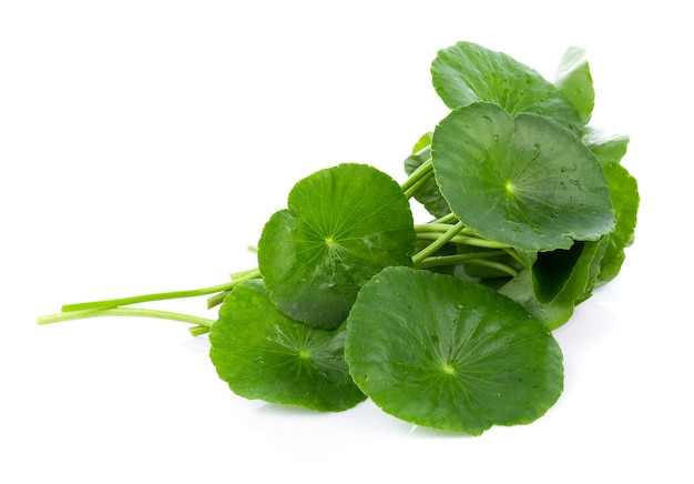 Closeup leaf of Gotu kola, Asiatic pennywort, asiatic leaf isolated