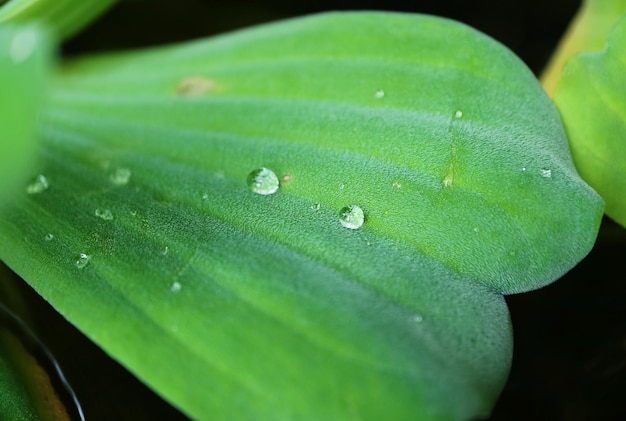 Closeup of the Leaf Hairy Surface of Nile Cabbage or Pistia Plant with Water Droplets