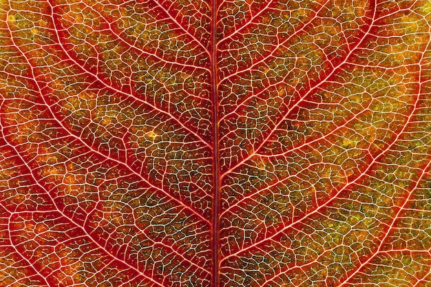 Closeup leaf Macro photography Leaf veined background