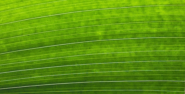 Closeup leaf Macro photography