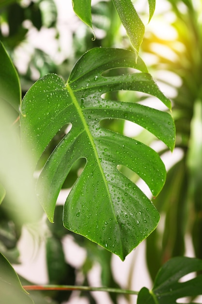 Closeup leaf Monstera deliciosa or Swiss cheese plant on a white background Stylish and minimalistic