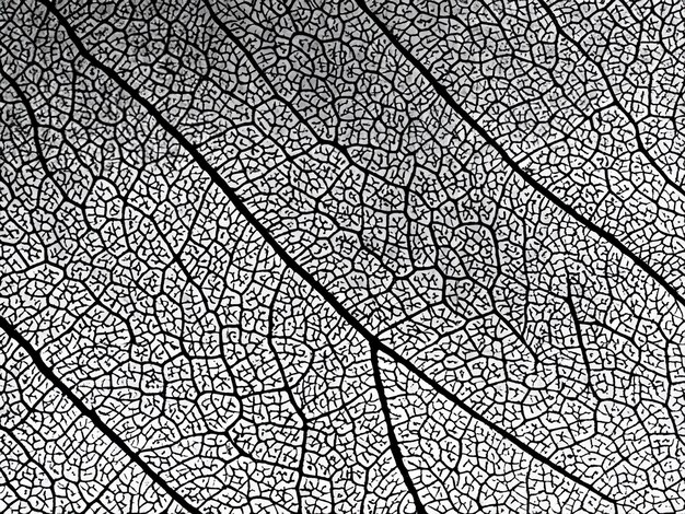 Photo closeup of leaf texture detailed veins and cells