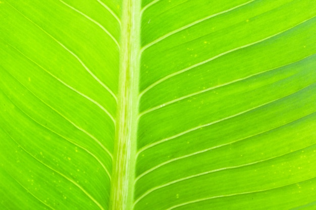 closeup leaf texture, green and fresh