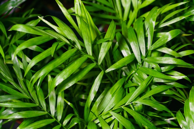 Closeup on the leaves of a bamboo palm chamaedorea seifrizii of indoor plants green leaves of indoor...