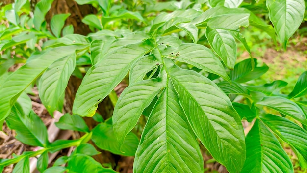 Closeup of the leaves of the green plant porang or Amorphophallus muelleri