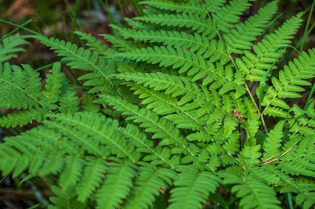 Closeup leaves of the oldest plant ferns in the forest