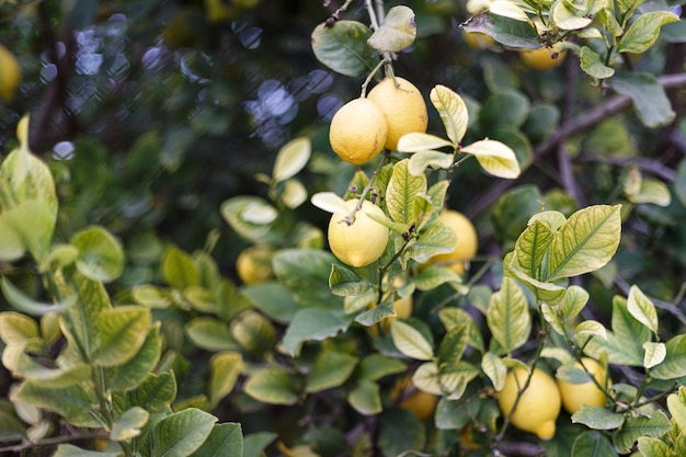 Closeup of lemon tree the concept of a healthy lifestyle