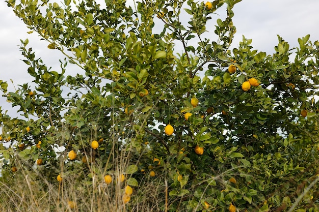 Closeup of lemon tree the concept of a healthy lifestyle