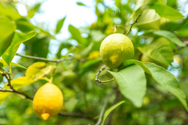 closeup of lemon on a tree