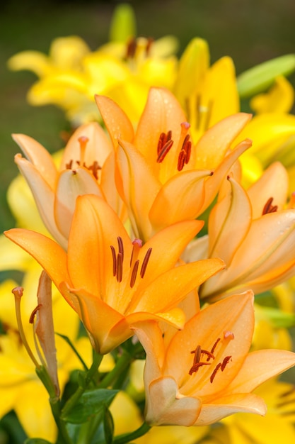 closeup of a lily bush