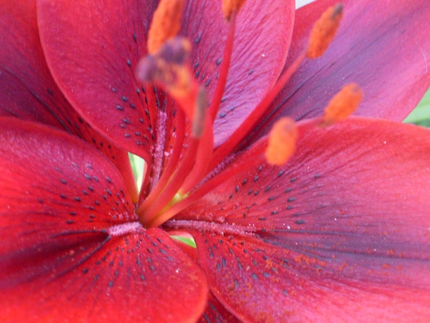 Closeup Lily Flower