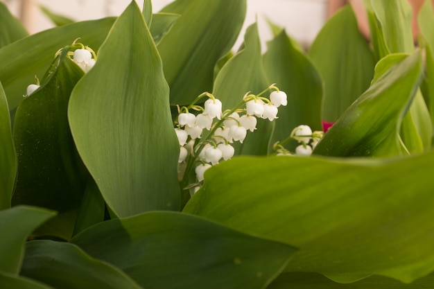 Closeup of a lily of the valley on the May the first