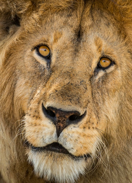 Closeup of a Lion Serengeti Tanzania Africa