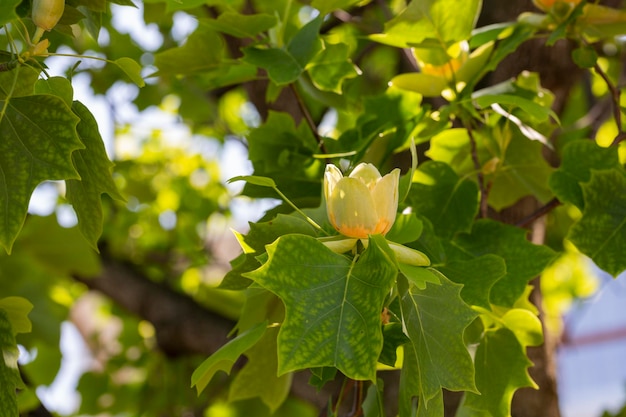 Closeup liriodendron selective focus tulipshaped is a beautiful decorative tree in bloom blooming wi