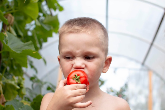 Closeup of a little boy eating a ripe tomato and enjoying a delicious harvest of organic red tomatoes in home gardening vegetable production Tomato cultivation autumn harvest