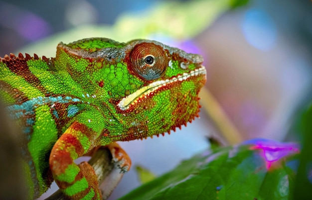 Closeup lizard chameleon