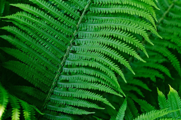 Closeup of lush bushes of vibrant green ferns in the forest