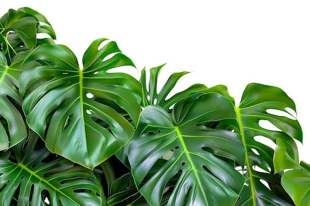 Closeup of Lush Green Monstera Deliciosa Leaves Isolated on White Background