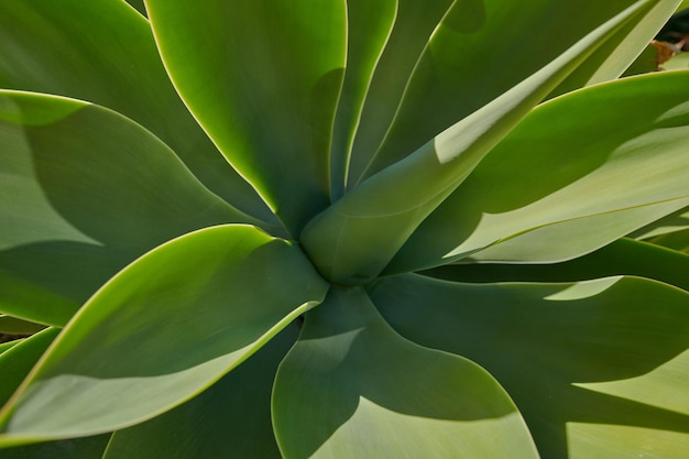 Closeup of a lush green succulent plant in a garden on a sunny day Gardening for beginners with indoor and outdoor aloe plants The growth and development process of century plant growing in spring