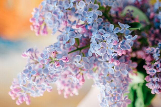 Closeup macro detailed photo of blooming beautiful lilac branches bouquet