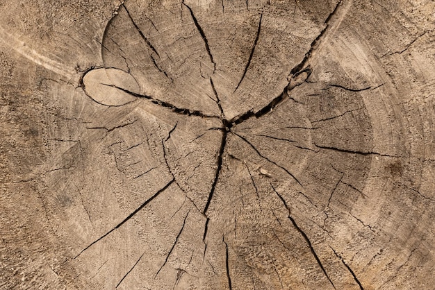 Closeup macro view of end cut wood tree section with cracks and annual rings Natural organic texture with cracked and rough surface Flat wooden surface with annual rings